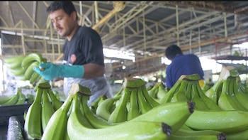 Exportaciones de bienes de Panamá suman $534.6 millones al primer semestre del año