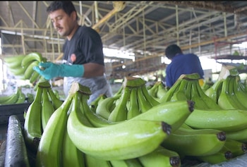 Durante el primer semestre, el precio promedio del banano aumentó 2.9% en Europa y 6.3% en Estados Unidos. (Cortesía/Bernardino Freire)
