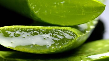 Sábila: qué hacer si tu