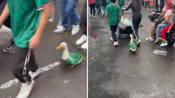 Pato mundialista causa furor en CDMX durante festejos por la victoria de México en el Mundial 2026
