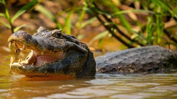 El pescador sufrió una herida en la pierna derecha después de caer al agua y ser atacado por un cocodrilo. (Magnific)