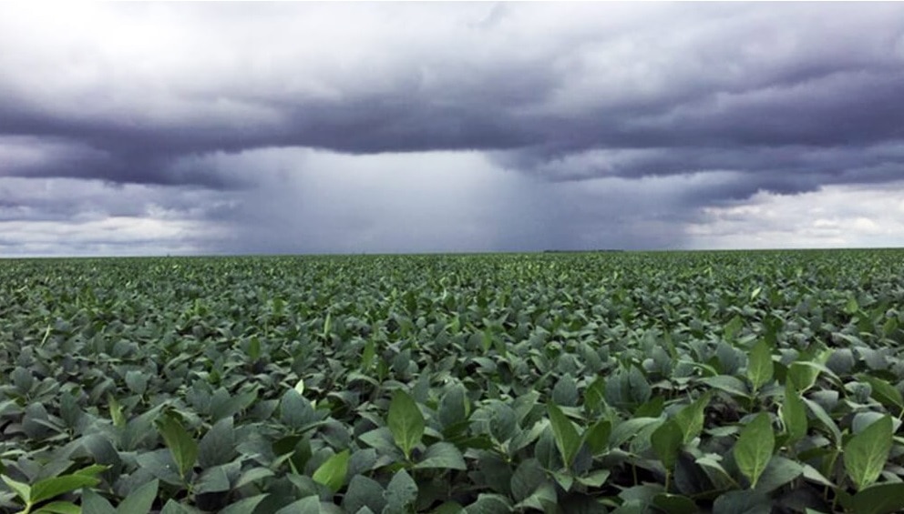 Condición hídrica de los cultivos de verano