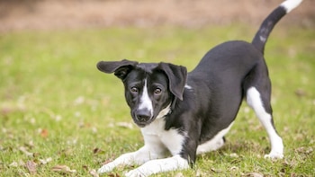 El Poder Ejecutivo deberá emitir