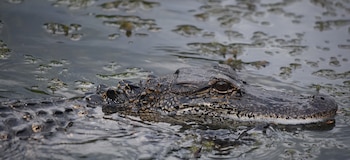 Su piel oscura permite al