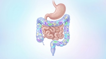 Ilustración de un sistema digestivo humano sano, con estómago, intestinos rosados y colon azul semitransparente. Bacterias de colores brillantes se ven dentro del colon.