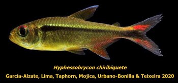 La especie fue nombrada como