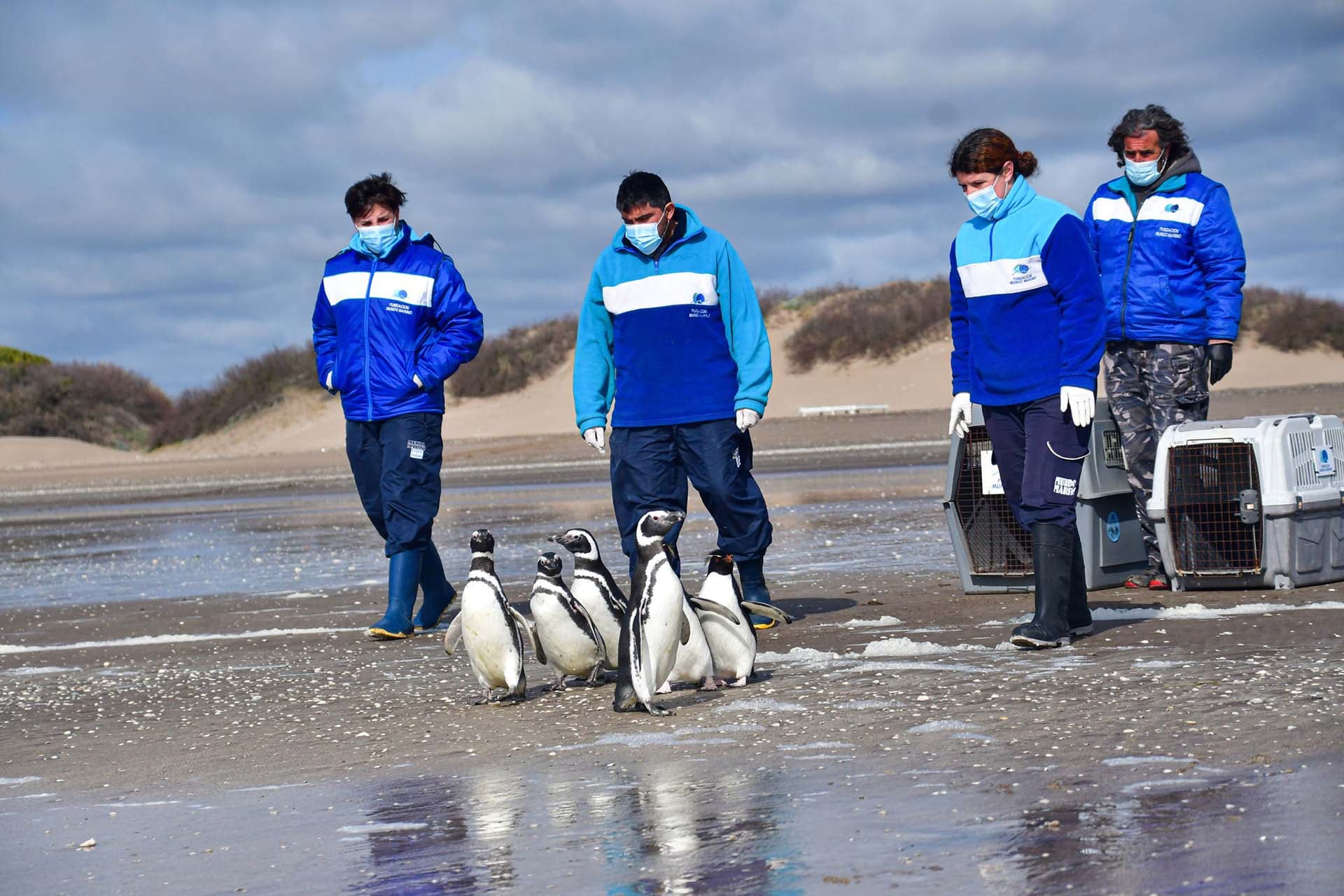 Fundación Mundo Marino advirtió que un pingüino solo en la playa requiere distancia, no debe ser alimentado ni devuelto al agua, y debe ser evaluado por rescate o autoridades (Fundación Mundo Marino)