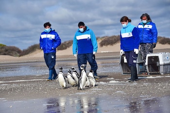 rescate pingüinos Fundación Mundo Marino