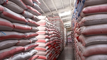 Honduras invertirá US$94,000 para producir semilla certificada de frijol