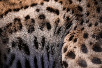 La especie ocelote sufre amenazas