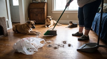Una persona barre un suelo de madera. Se ven dos perros, un gato atigrado, una escoba, una pala, acumulaciones de pelo de animales y una bolsa plástica blanca.