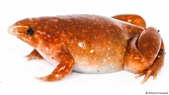 La rana zombi emite un