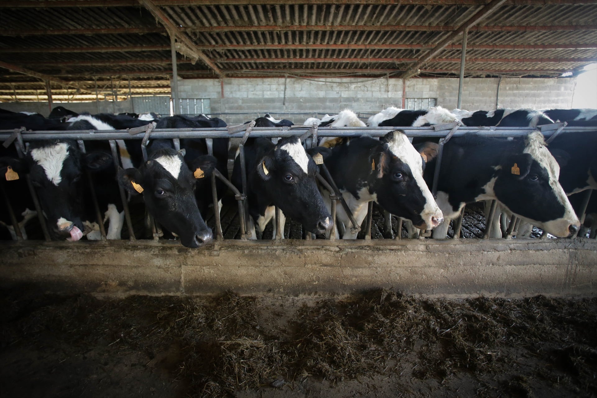 El consumo de leche fluida en El Salvador cayó de uno punto seis millones a uno punto cuatro millones de botellas diarias, mientras la normativa prohíbe adulterantes, análogos y grasas vegetales. (Foto: Carlos Castro / Europa Press)