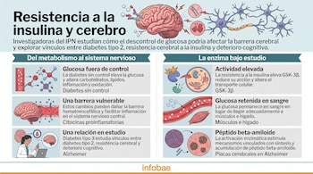 Infografía con ilustraciones de cerebros, neuronas, vasos sanguíneos y texto explicativo sobre la resistencia a la insulina y la función cerebral.