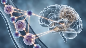 Imagen 3D de células inmunes (neutrófilos y linfocitos) en un vaso sanguíneo, conectadas por haces de luz a un cerebro transparente con zonas difusas.