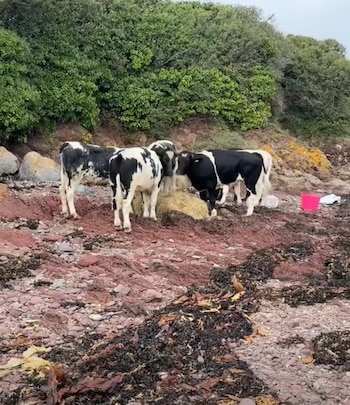 Las vacas habían caído desde el acantilado y quedaron aisladas entre el mar y las piedras (Facebook)