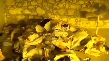 Un hombre identificado como Filippo