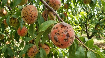 Tres chinches sobre un fruto con múltiples orificios y manchas oscuras en la rama de un árbol frutal.