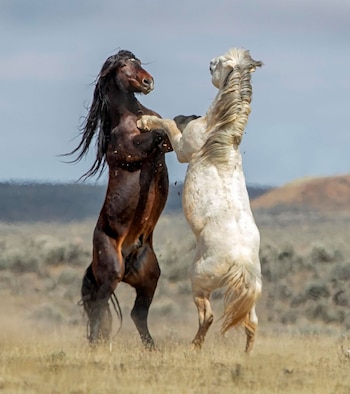 Dos caballos parecen bailar un