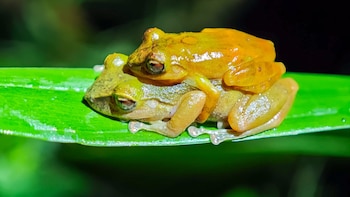 Descubren en Ecuador una nueva especie de rana que permaneció confundida con otra durante más de un siglo