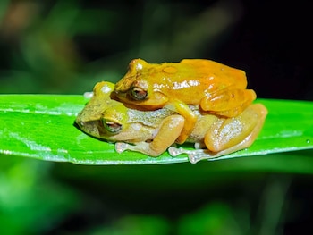 Una rana amarilla anaranjada se posa sobre una rana verde pardo en una hoja verde brillante. El fondo es oscuro y desenfocado