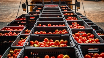 República Dominicana aumentó la producción