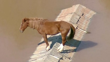 Así fue el increíble rescate de “Caramelo”, el caballo que se había quedado atrapado por las inundaciones de Brasil