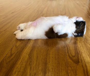 (@therealpaningning)