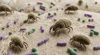 Imagen macro de ácaros del polvo beige con patas y bacterias cilíndricas verdes y púrpuras sobre la superficie de un colchón con textura de tejido.