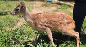 La venada gestante herida en