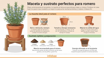 Ilustración de una planta de romero en maceta, tipos de macetas, tipos de sustrato y diagramas de drenaje del agua en el recipiente.