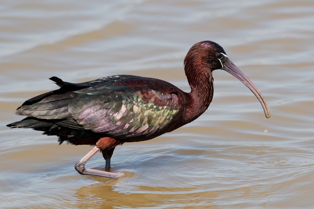 Ejemplar de morito común. (Luis Ferreira/iNaturalist CC BY-NC 4.0)