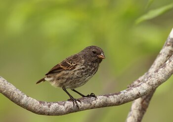 Al menos 11 hipótesis distintas