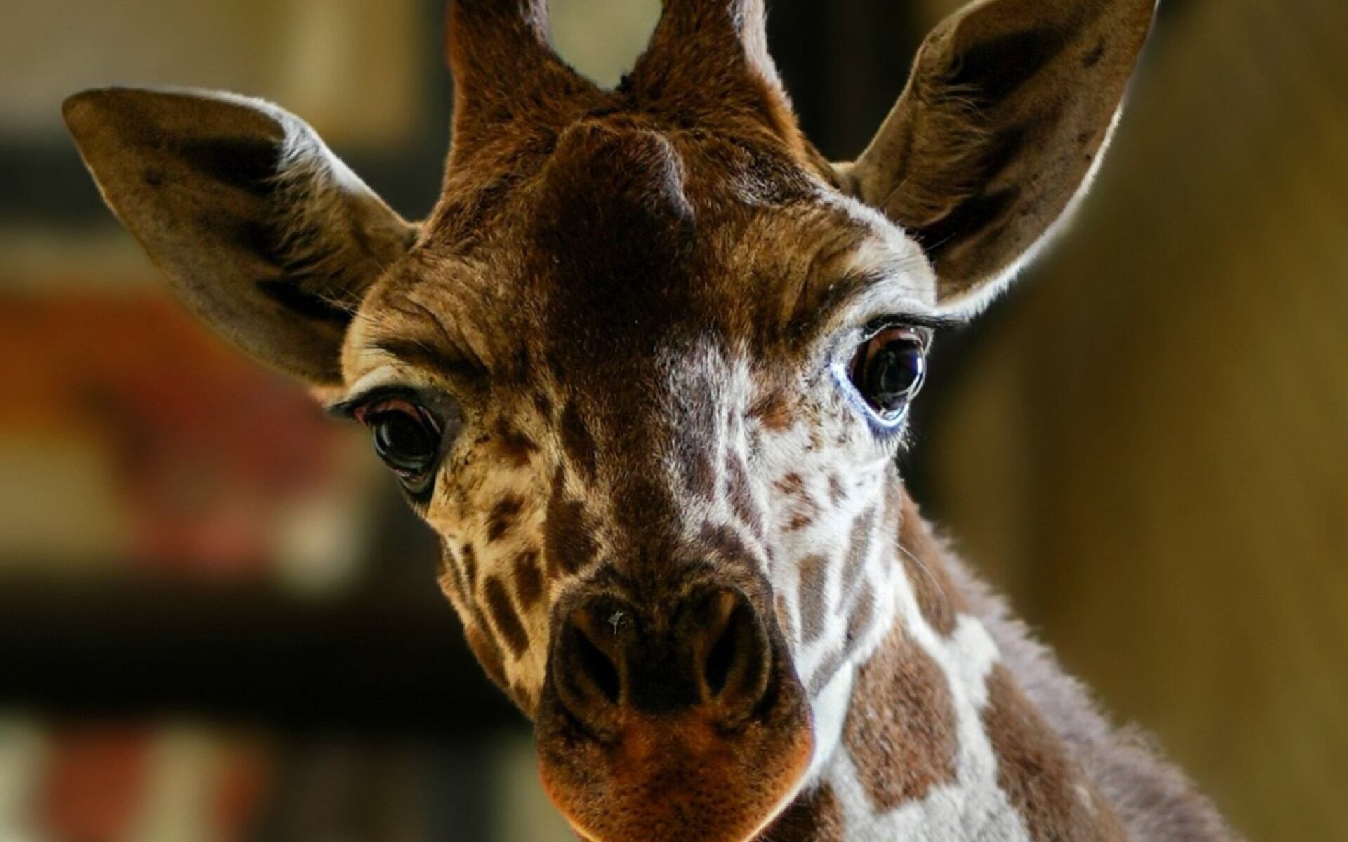 La Sedema invitará a los capitalinos a ponerle nombre al ejemplar. Foto: X/@SEDEMA_CDMX.