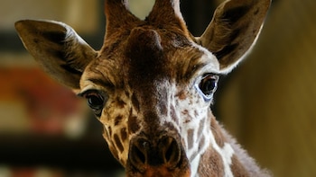 Zoológico de San Juan de