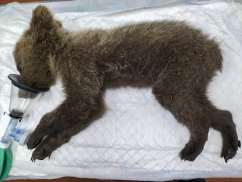 Un osezno ha sido rescatado