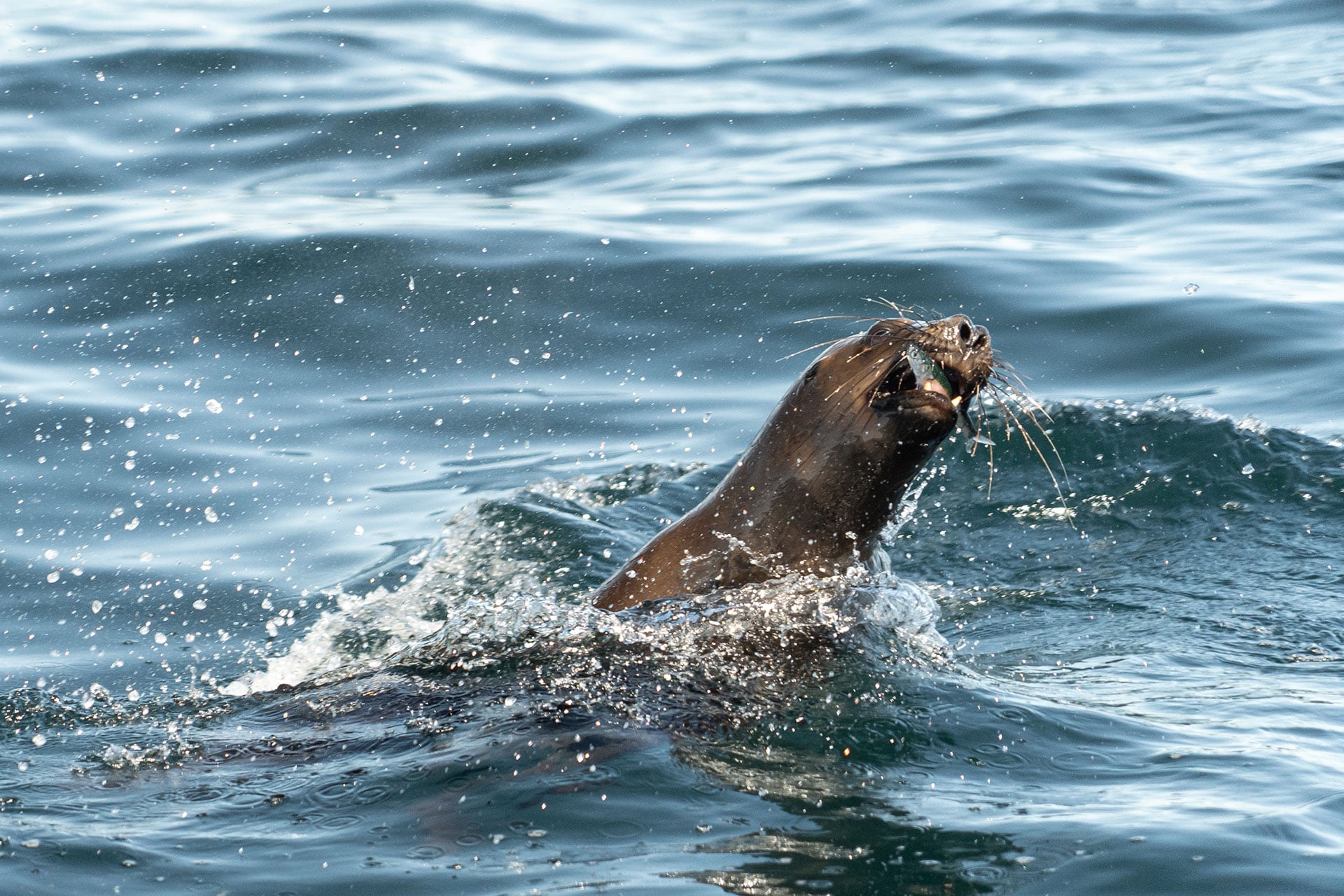 Otro mamífero marino que vive en nuestras costas es el Lobo Marino de Un Pelo, también se alimenta de su pesca y en este caso fue registrado justo en el momento en que capturaba una anchoita fuera del agua.
Especie: Lobo Marino de Un Pelo (Otaria flavescens) (Foto: Mailén Palma)