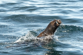 Otro mamífero marino que vive en nuestras costas es el Lobo Marino de Un Pelo, también se alimenta de su pesca y en este caso fue registrado justo en el momento en que capturaba una anchoita fuera del agua.
Especie: Lobo Marino de Un Pelo (Otaria flavescens)