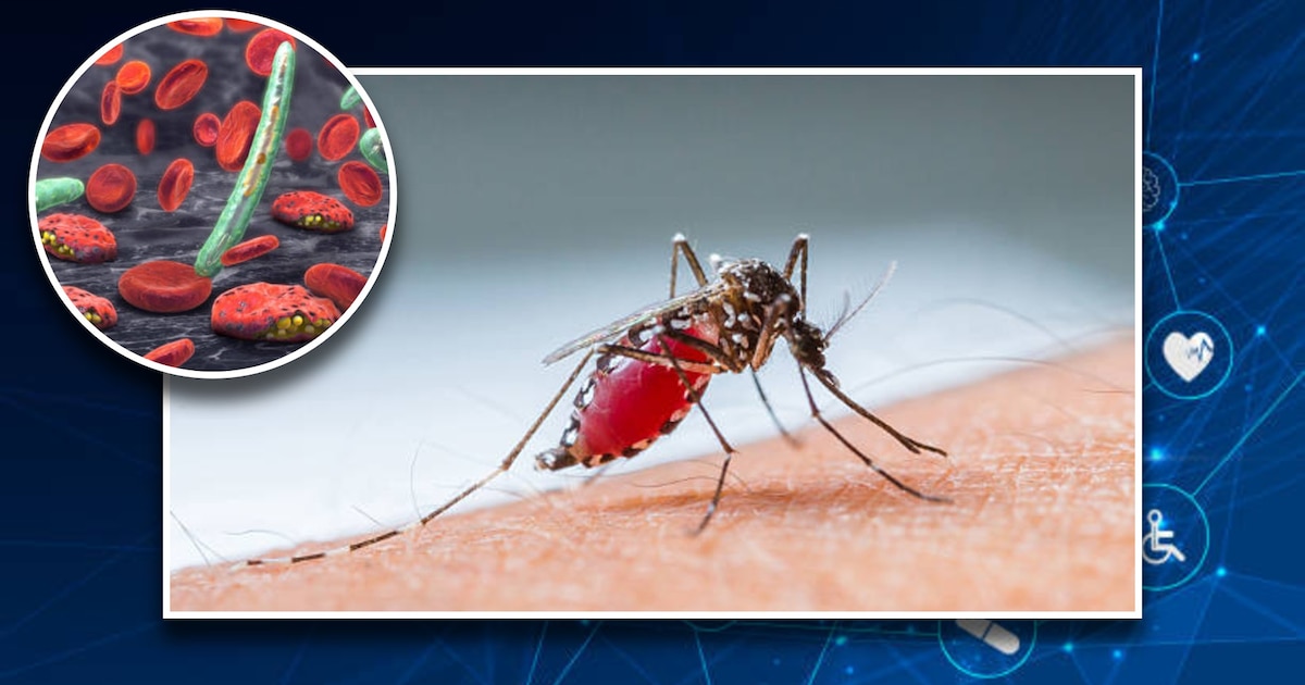 México a Punto de Eliminar la Malaria Autóctona: Un Hito Histórico para 2026