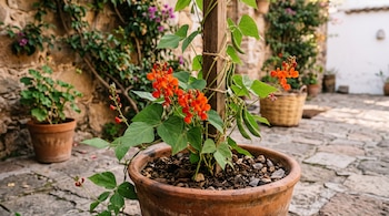 Planta con flores rojas, vainas verdes y tutor de madera dentro de una maceta de barro en un patio empedrado.