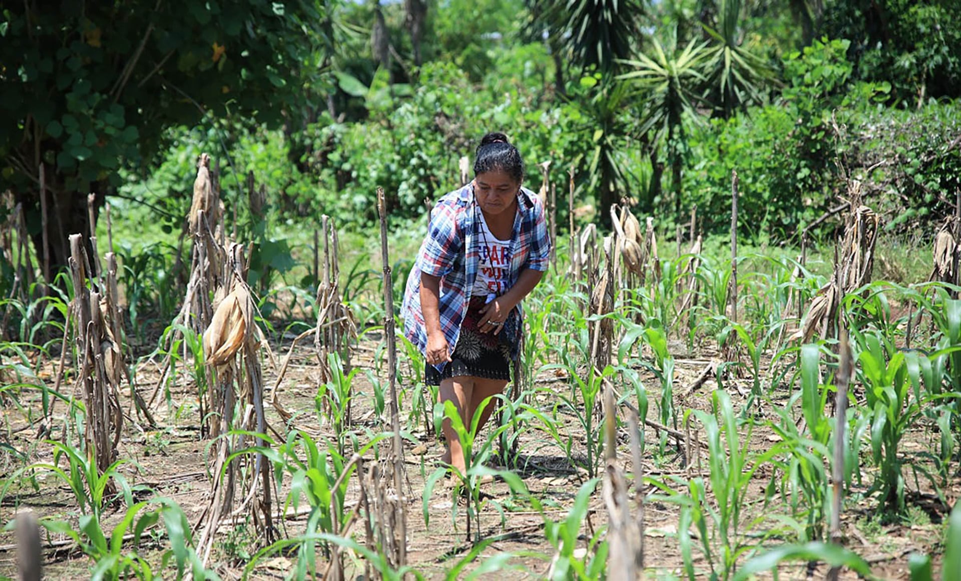 El Instituto Privado de Investigación sobre Cambio Climático propone ajustar las siembras, conservar suelos y almacenar agua para enfrentar sequías, lluvias extremas y calor que alteran el rendimiento y la seguridad alimentaria rural. (Foto archivo, cortesía Ministerio de Agricultura, Ganadería y Alimentación)