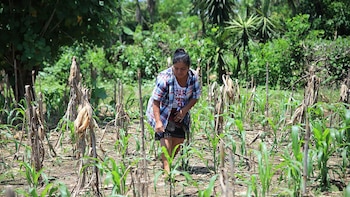 El programa Tob’anik impulsa el financiamiento a más de mil agricultores en Guatemala