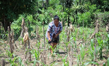Una mujer con camisa de cuadros y falda oscura, inclinada, en un campo con hileras de plantas de maíz verdes y tallos secos. Fondo boscoso