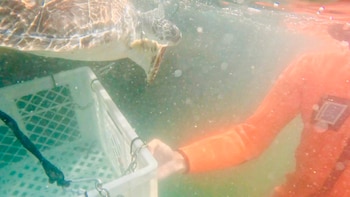 Liberaron en Mar del Plata