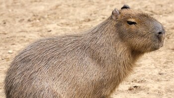 Wilson es el único capibara