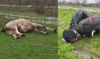 Díptico muestra un caballo de color claro tendido en el pasto, y a una persona con ropa oscura y mochila boca abajo sobre el césped con barro