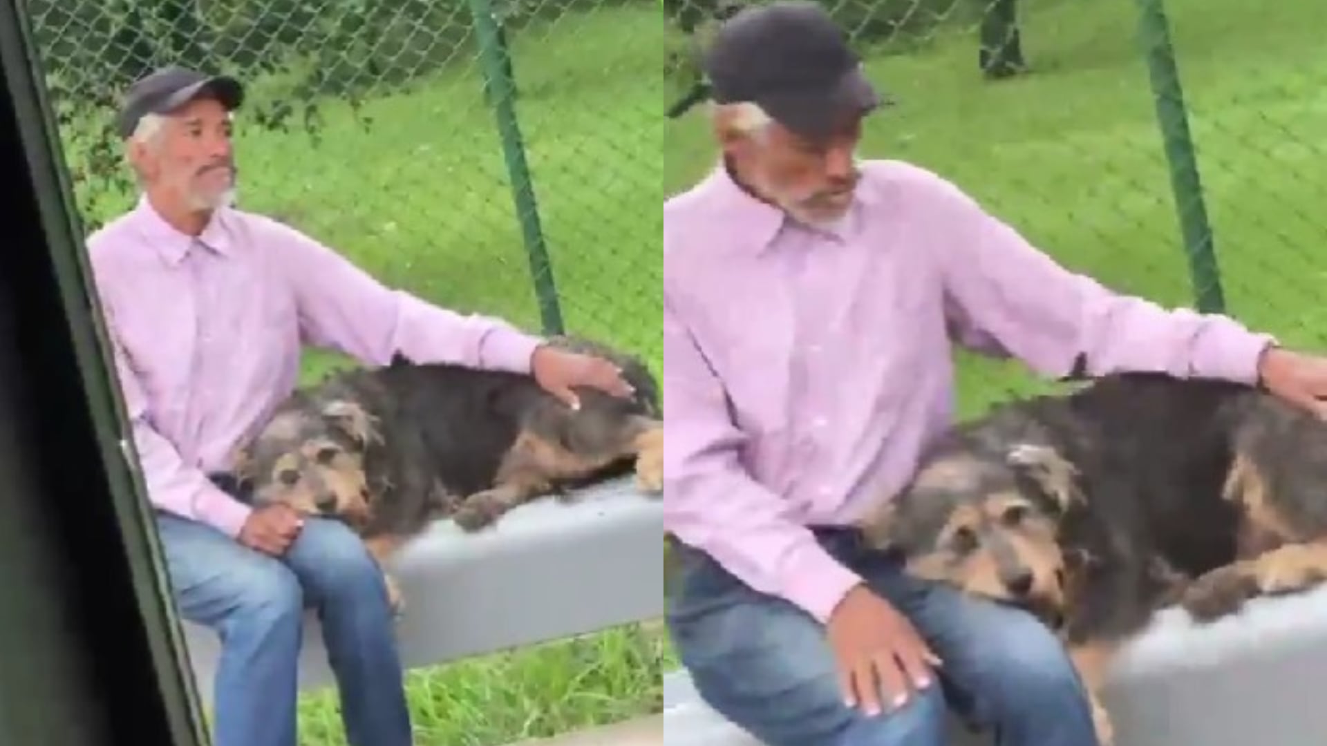 Un conductor de bus intermunicipal negó el servicio a un adulto mayor acompañado por su perro bajo la lluvia en Antioquia - crédito voluntariadosantuario / Instagram