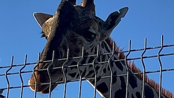 Benito vivía en Chihuahua y