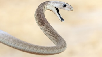 La mambra negra en la