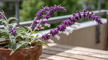 Planta de Salvia leucantha en maceta de terracota sobre superficie de madera con flores tubulares púrpuras y blancas, y hojas verdes.